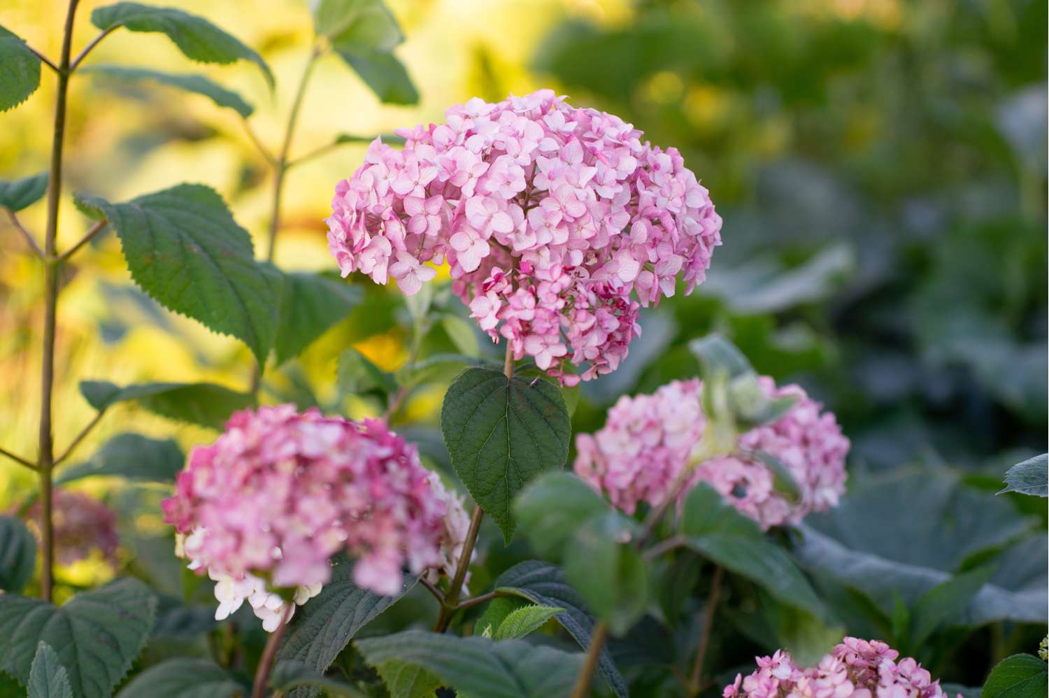Pallohortensia 'Candybelle Bubblegum'